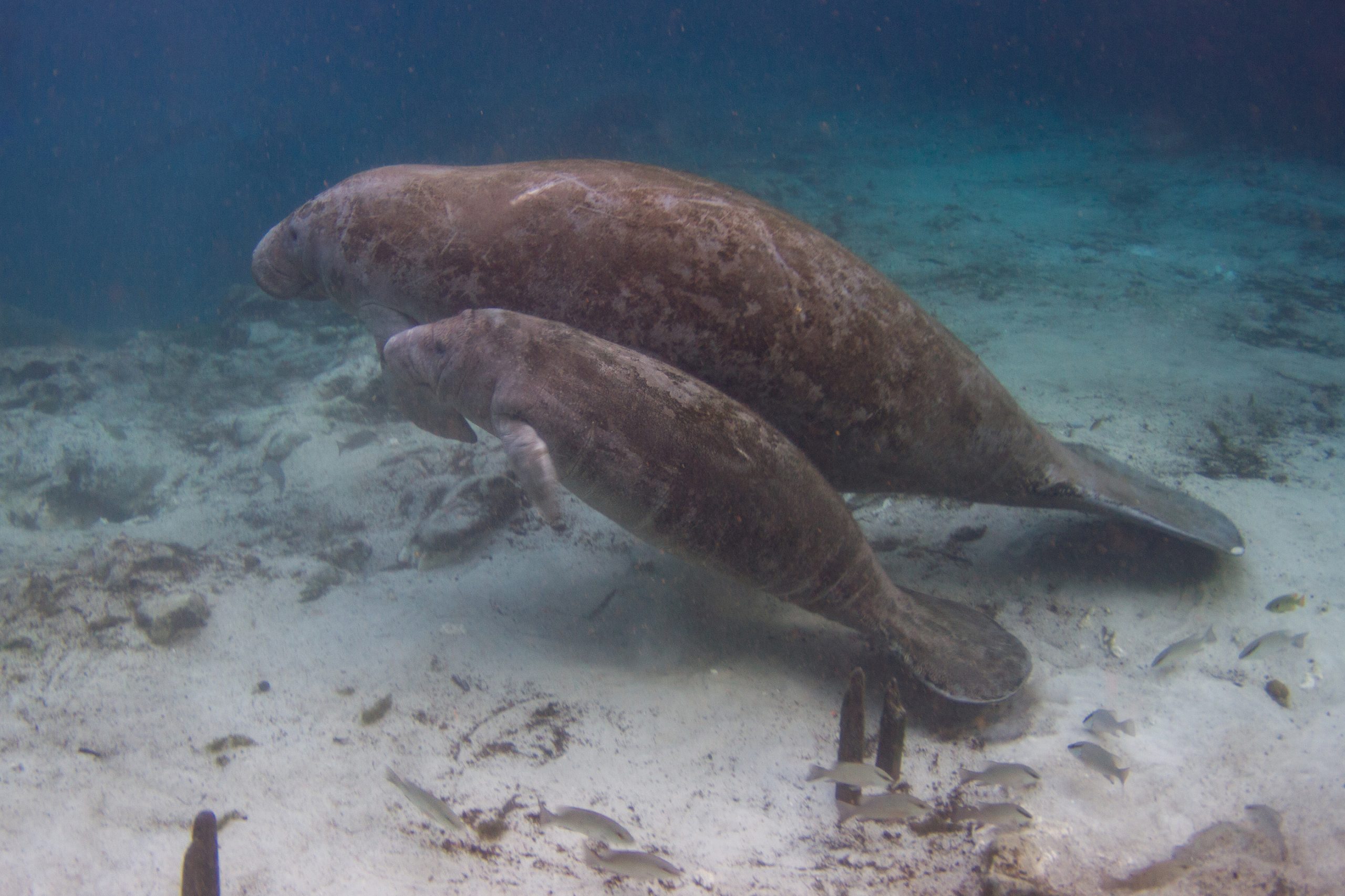 Kayaking Nation -  Three Sisters Springs
