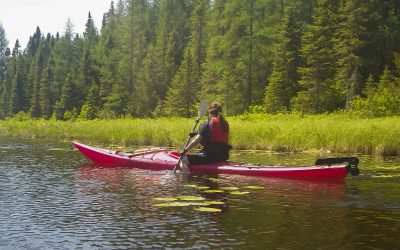 Everything you need to know about Aquatic habitats kayaking